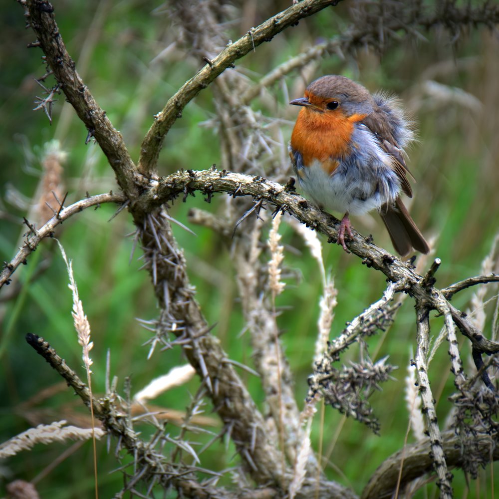 Young Robin, Fuji X-T10 and 100-400mm
